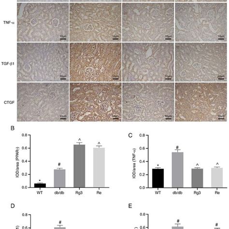 Image result for Poor IHC Staining