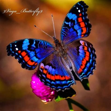 butterfly pictures real