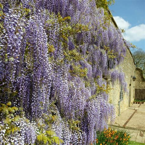 Wisteria sinensis - Chinese Blauwe regen kopen? Snelle levering en ...