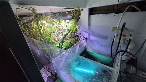 Image result for Low-Tech Discus Tanks