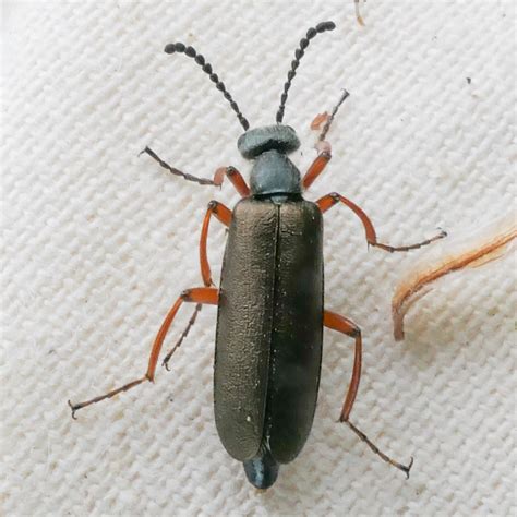 Family Meloidae – Blister Beetles | Prairie Haven