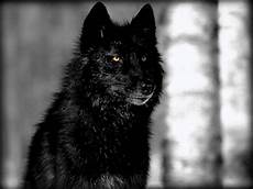 Black Alpha Wolf Wallpaper by Alpha Wolf Wallpapers Wallpaper Cave Black Alpha Wolf Wallpaper