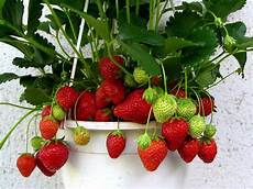 piante di fragole in vaso fragole ricanti ortaggi fragole ricanti orto piante di fragole in vaso fragole ricanti ortaggi fragole ricanti orto