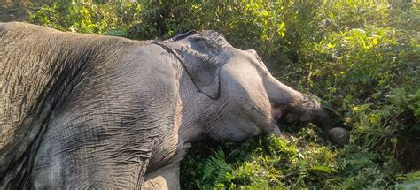 3 elephants mowed down in yet another train accident in North Bengal