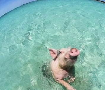 豬會游泳啦，這是真的，豬不再只是上樹這麼簡單了 - 每日頭條
