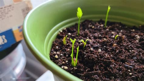 How to Grow Your Own Lemons from Seeds in 9 Simple Steps