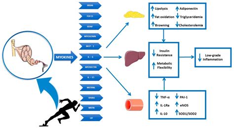 Influence of Nutritional Status and Physical Exercise on Immune ...