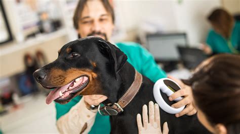 Here’s How Much It Costs to Microchip a Dog (on Average) - GoodRx