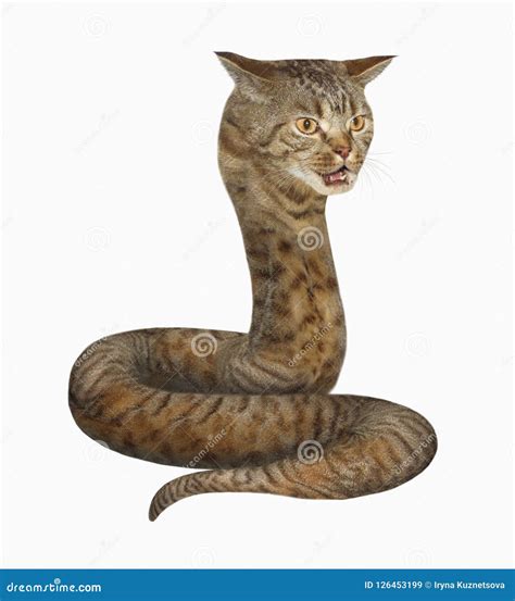 Cat Vs Snake