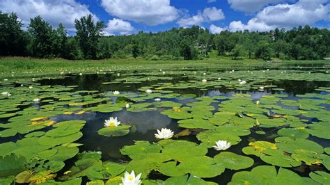 Lily pads ponds water lilies white wallpaper | (93270)