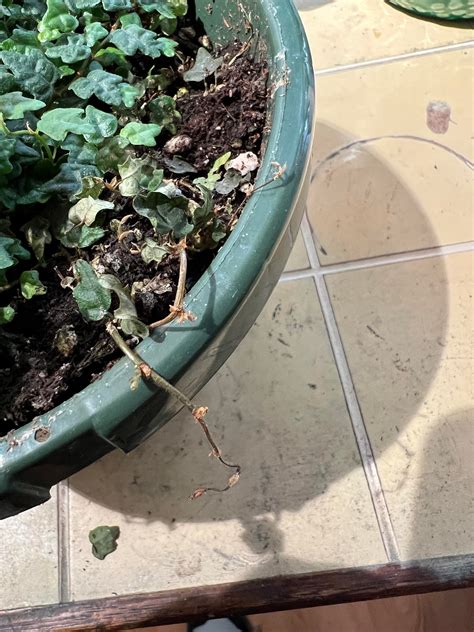String of Frogs/Mini Creeping Oak questions. : r/houseplants