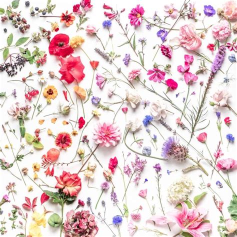 botanical art and photography show