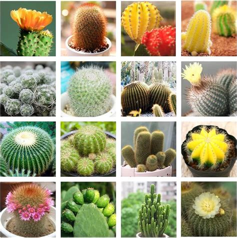 50 Seeds Pcs- Rare Beautiful Mixed Succulents Seeds for Planting, DIY ...