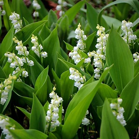 May Birth Flower Is the Fragrant Lily of the Valley