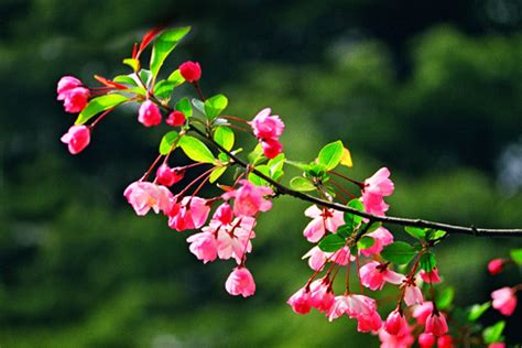 海棠花（植物） - 搜狗百科