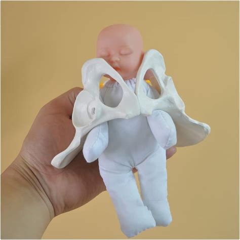Buy zjliudp Childbirth Demonstration Pelvis Model - Female Pelvis ...