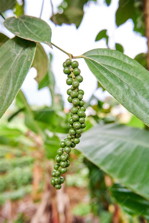 Premium Photo | Closeup of black pepper plant planted in a small garden ...