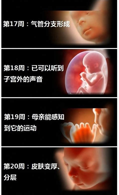 怀孕五个月胎儿图长啥样？怀孕五个月胎动怎样
