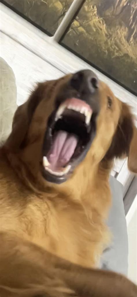 The most friendly dog breed… : r/goldenretrievers