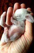 Image result for Baby Bunny Belliescare