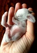 Image result for Newborn Rabbit Kits