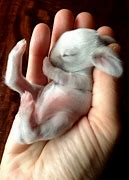 Image result for Cute Little Baby Bunny