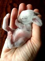 Image result for Super Cute Baby Animals Bunny