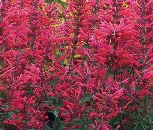 VibeX ® VLR-243 Agastache Heather Queen Red Hummingbird Mint Seed Price ...