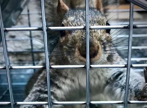 Best Squirrel Traps in [year]: Expert Reviews – Pest Control Hacks