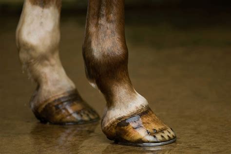 Hoof Anatomy: What Horse Hooves are Made of