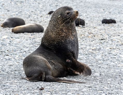 Antarctic Fur Seal: Do Seals Live in Antarctica?