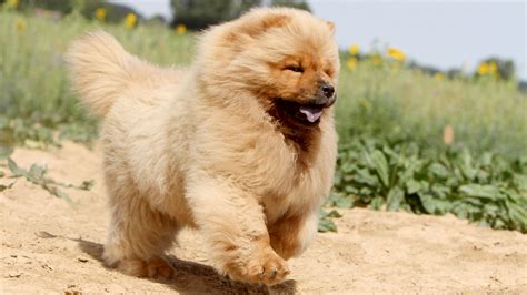 Chow Chow Breed Guide: Size & Personality | Royal Canin AU