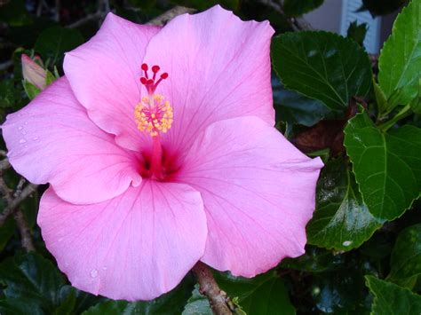 Pink Hibiscus - Hibiscus Flowers Pink Colors - 1600x1200 Wallpaper ...