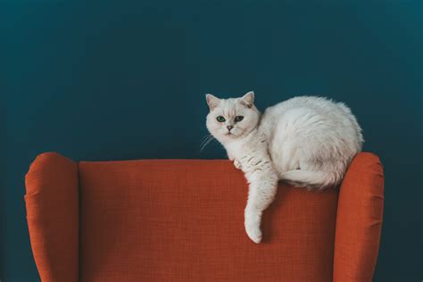 The Ultimate 6-Step Guide to Pet-Friendly Furniture: Where Durability ...
