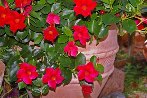 Dipladenia or mandevilla: care, types, flowering, and how to keep it ...