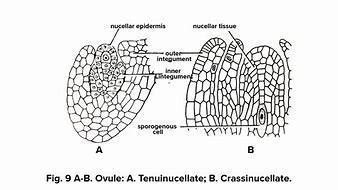 Give the diagrams showing the sporogenous cells in their respective ...