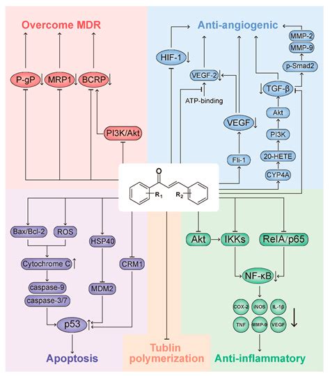 Chalcone Derivatives: Role in Anticancer Therapy