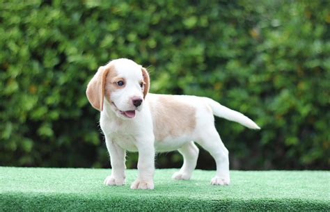 Mini Lemon Beagle