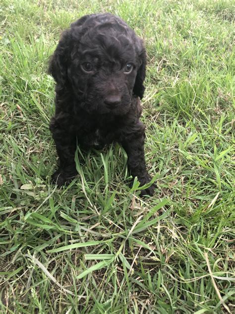 Boykin Spaniel Puppies For Sale | Huntsville, AL #297505