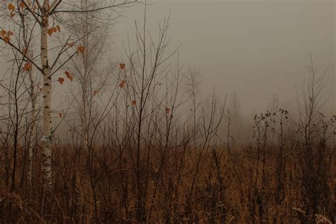 Grass Field Photography 的图像结果