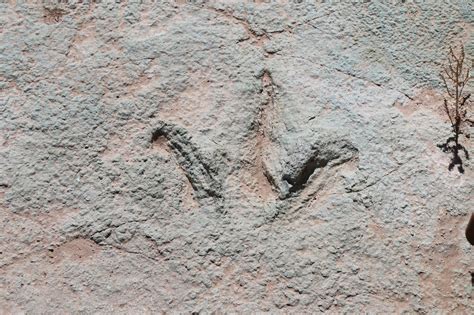 gjhikes.com: Mill Canyon Dinosaur Tracksite