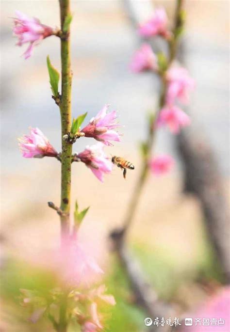 鲁南桃花映日红，蜜蜂被安排“打工”授粉|蜜蜂_新浪新闻