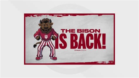 IU revives 'Hoosier the Bison' mascot after 60 years | whas11.com