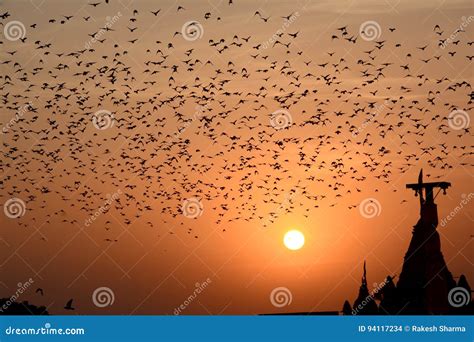 Flocking Behavior of Starlings Birds in Bikaner Stock Photo - Image of ...