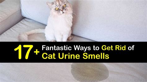 Cat Urine Extraction at Alannah Macquarie blog