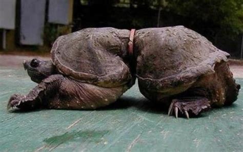 乌龟死亡的姿势图片，乌龟死的时候是什么样子？