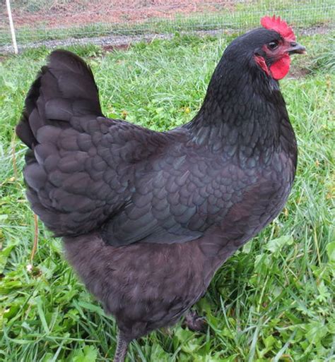 10 Most Popular Chicken Breeds for Beginner Backyard Chicken Owners ...