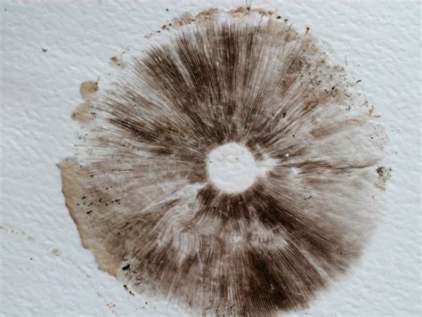 Mushroom Spore Prints : 5 Steps (with Pictures) - Instructables