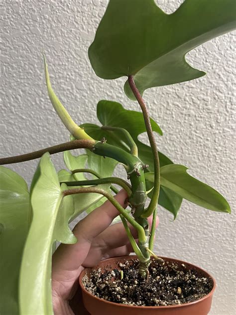 Philodendron Florida Ghost : r/philodendron