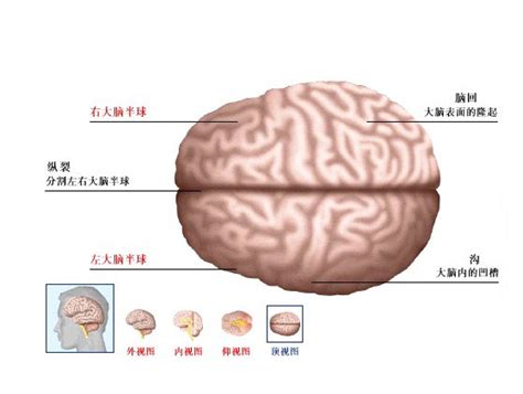 大脑的结构及功能01 - 知乎